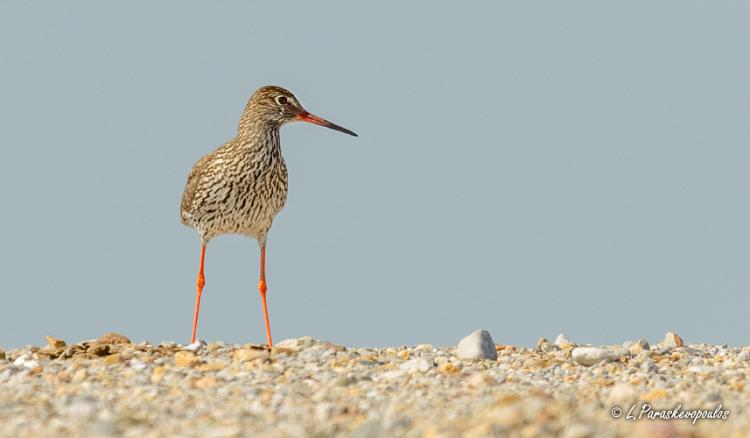 Common Redshank Greek Nature Encyclopedia