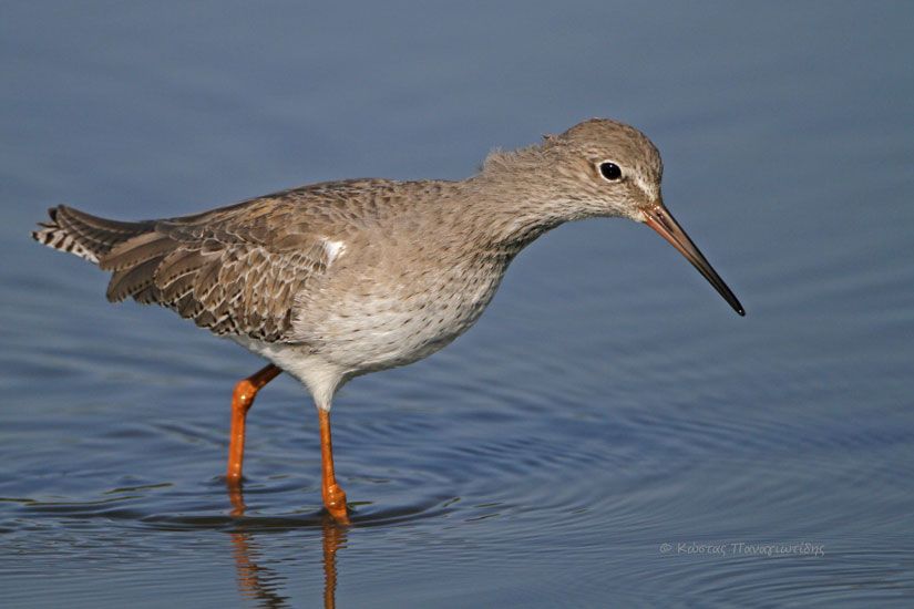 Common Redshank Greek Nature Encyclopedia