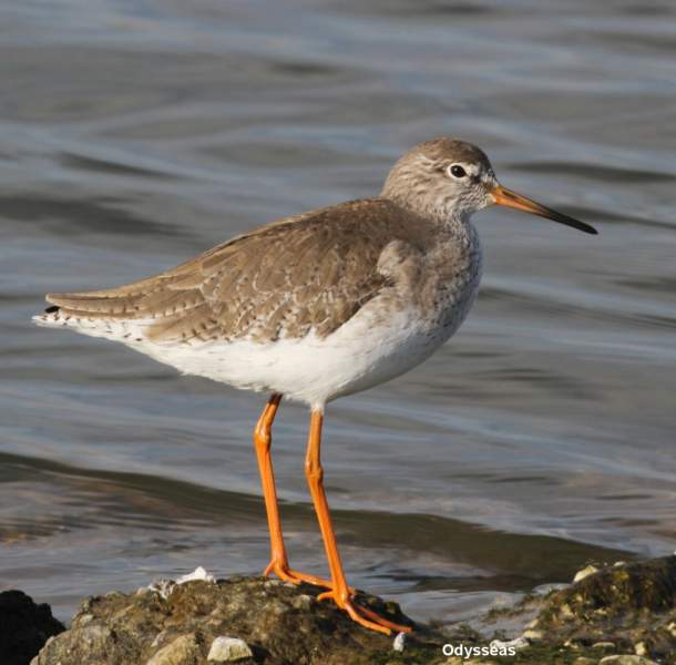 Common Redshank Greek Nature Encyclopedia