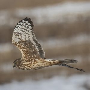 Circus cyaneus, Print, The hen harrier (Circus cyaneus) is a bird of prey.  The genus name Circus is derived from Ancient Greek kirkos, meaning  'circle', referring to a bird of prey named