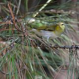 Көкірекшедегі апайлардың кеуделері