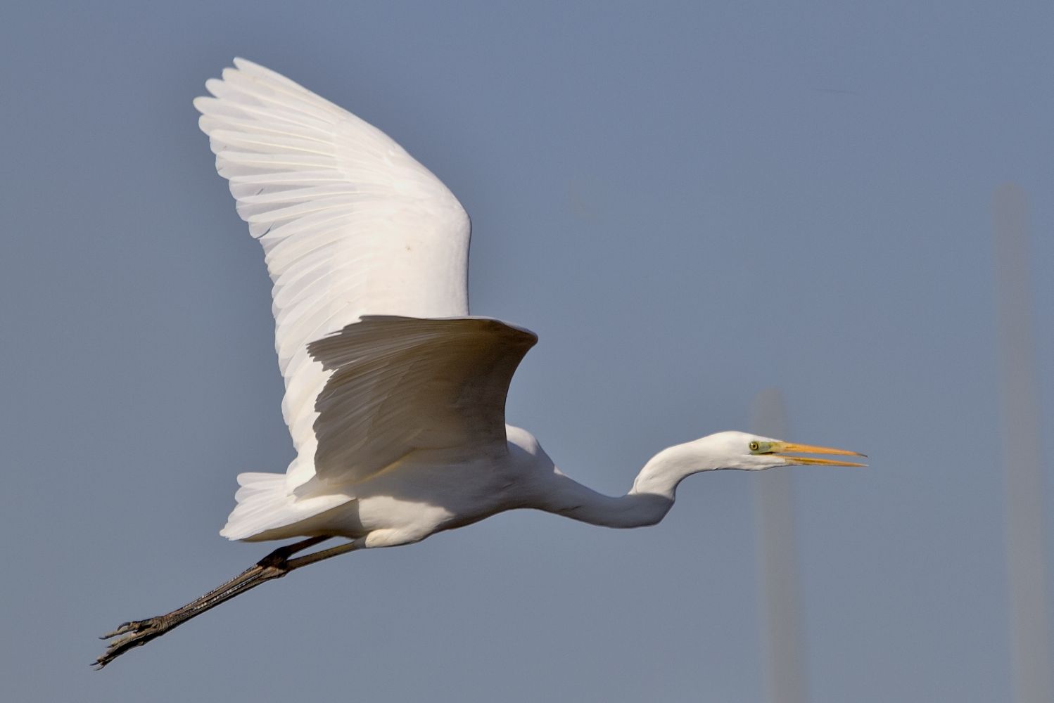 Большая белая. Egretta Alba. Белая цапля Альба. Большая белая цапля. Большая белая цапля – Egretta Alba фото.