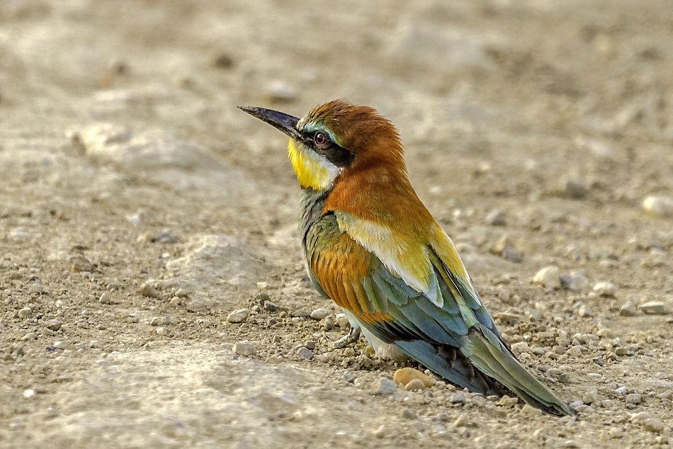 Ευρωπαϊκός Μελισσοφάγος | Εγκυκλοπαίδεια Ελληνικής Φύσης