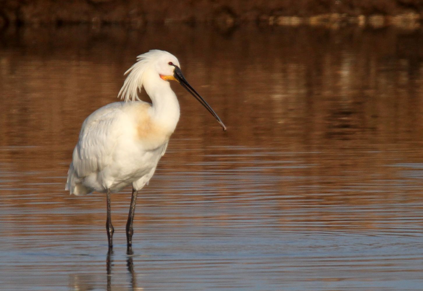 Колпица. Обыкновенная колпица. Колпица (Platalea leucorodia). Колпицы Астраханский заповедник. Евразийская колпица.