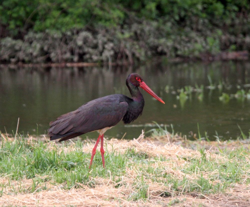 Черный аист. Black Stork черный Аист. Черный Аист спас Клепики. Чёрный Аист охотится. Черный Аист буст.