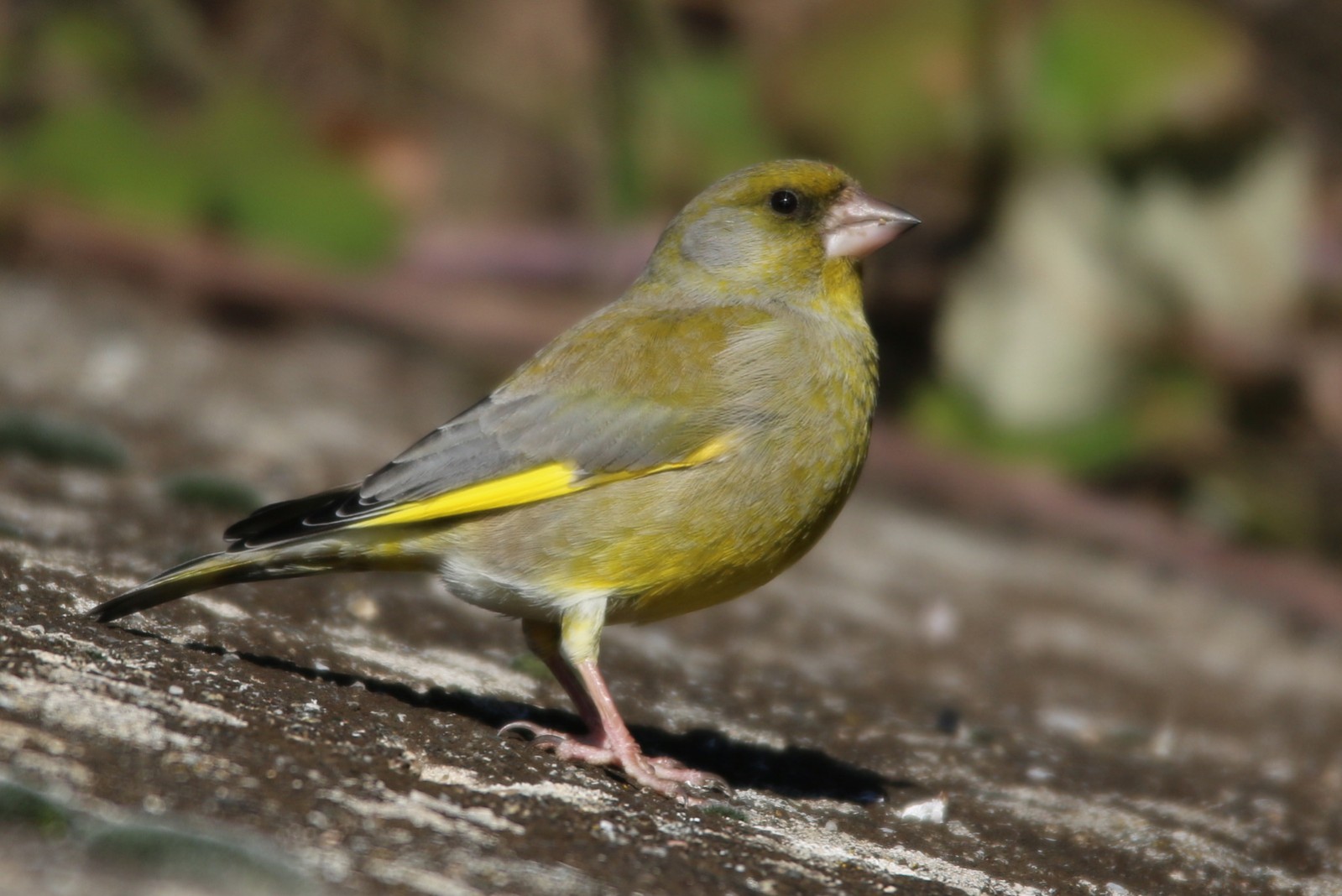 European Greenfinch | Greek Nature Encyclopedia