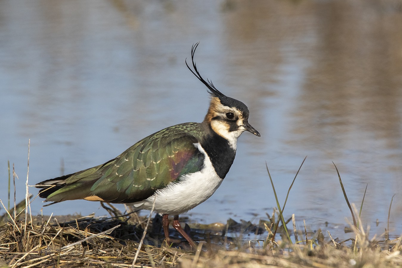 Northern Lapwing | Greek Nature Encyclopedia