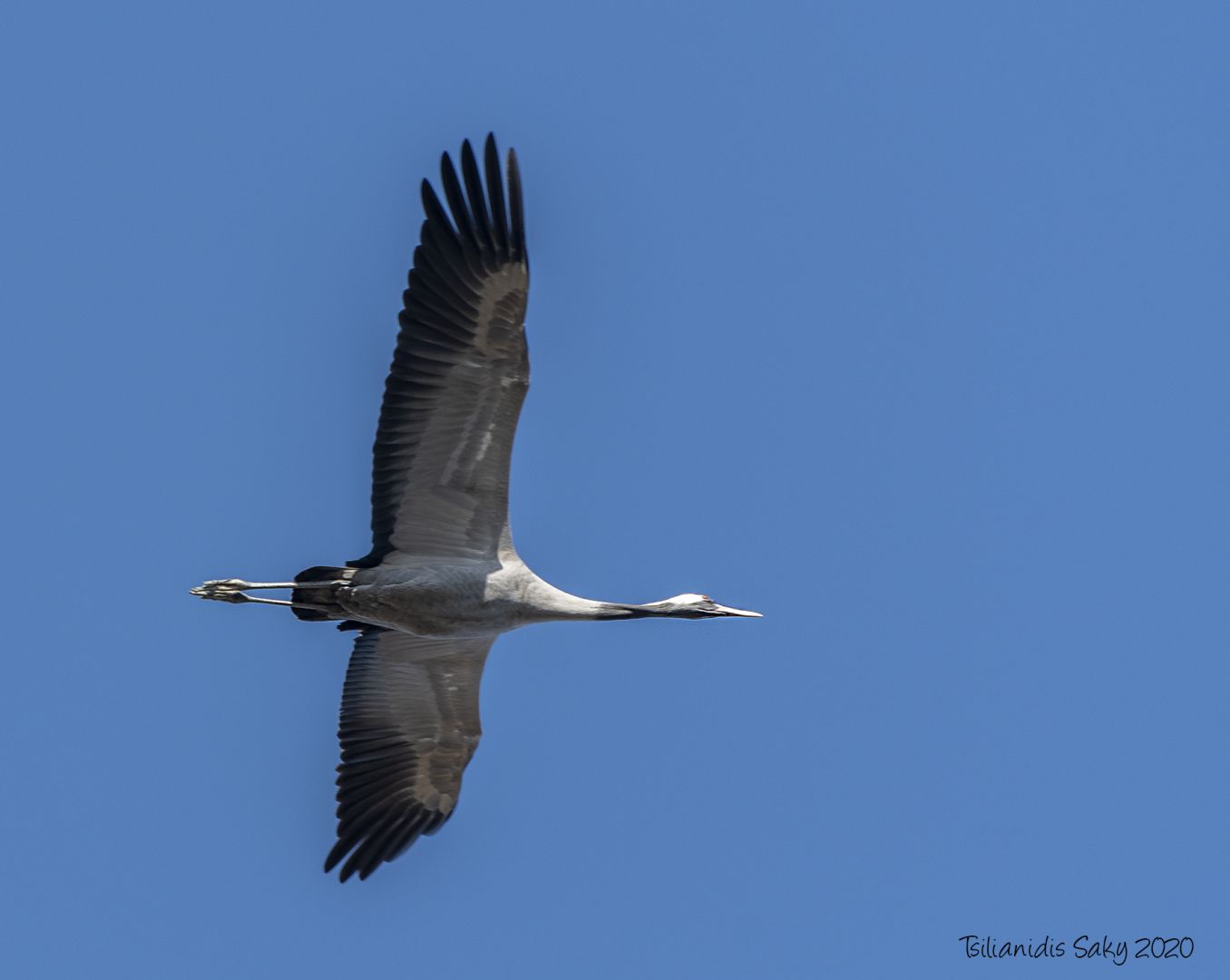 Common Crane | Greek Nature Encyclopedia