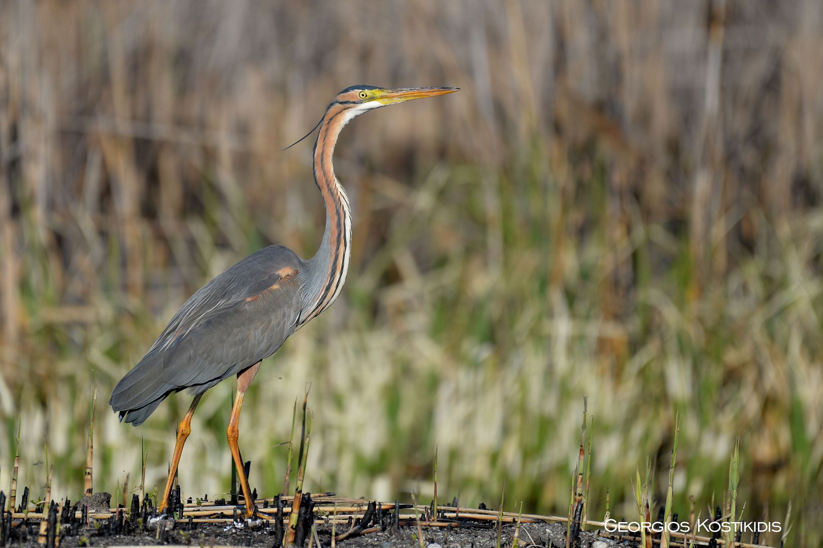 Purple Heron | Greek Nature Encyclopedia