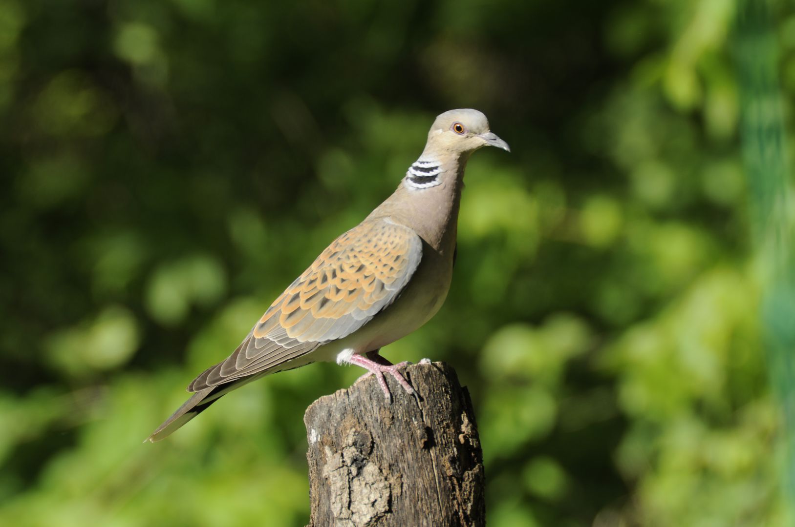 european-turtle-dove-greek-nature-encyclopedia