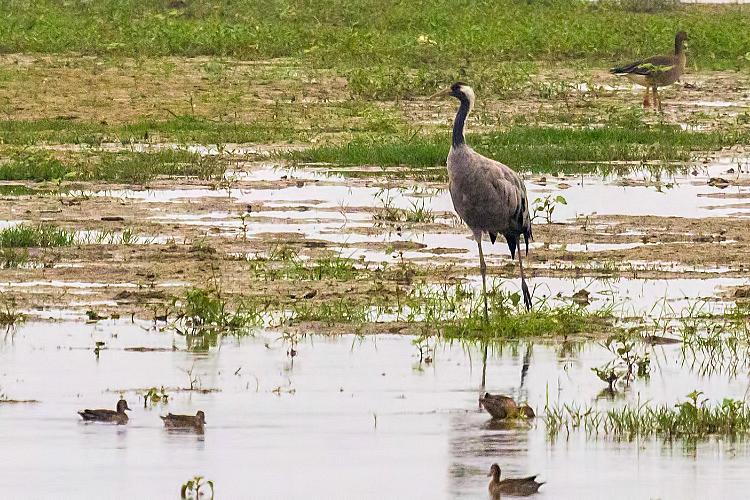 Common Crane | Greek Nature Encyclopedia