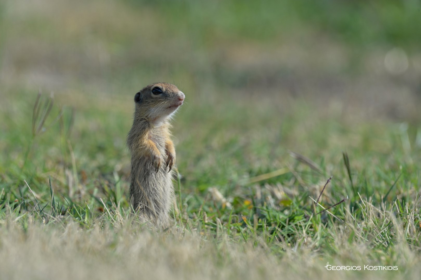 European ground squirrel | Greek Nature Encyclopedia