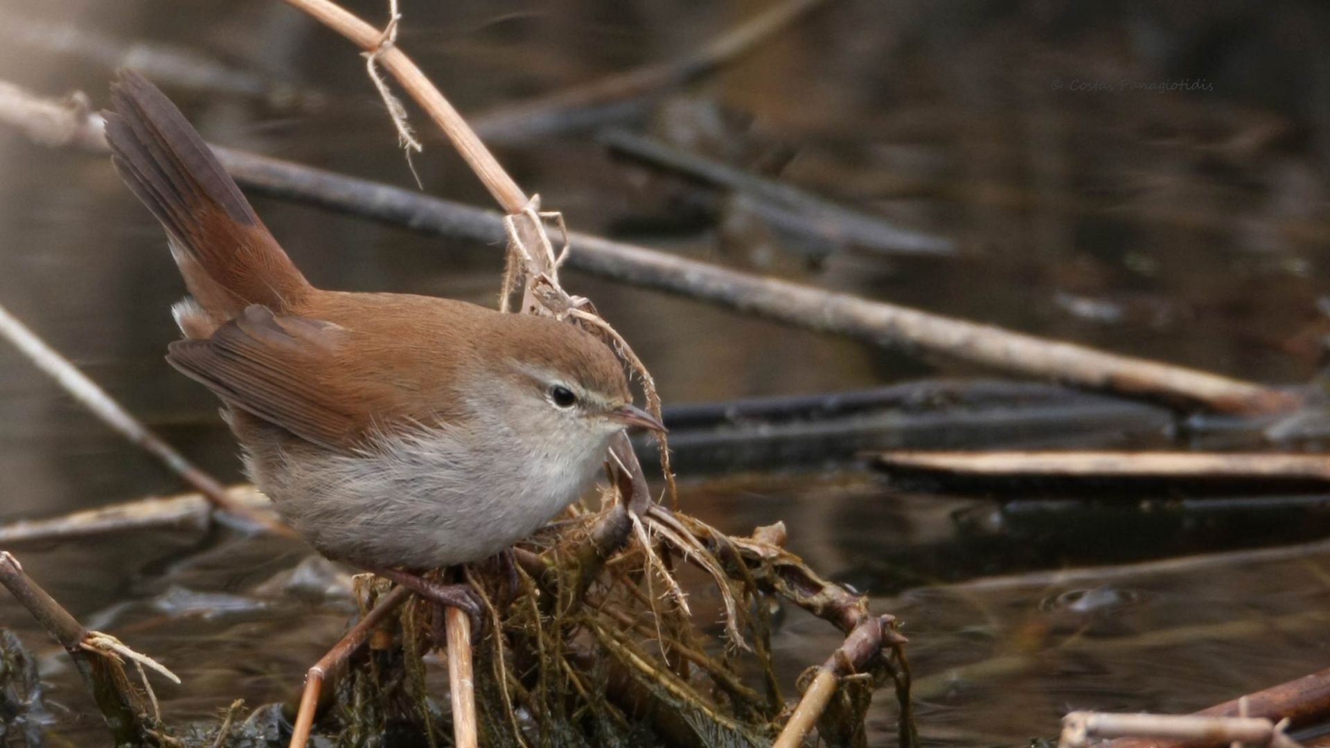 Cetti's Warbler 