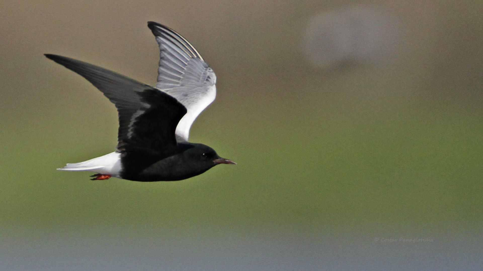 White winged Tern | Greek Nature Encyclopedia