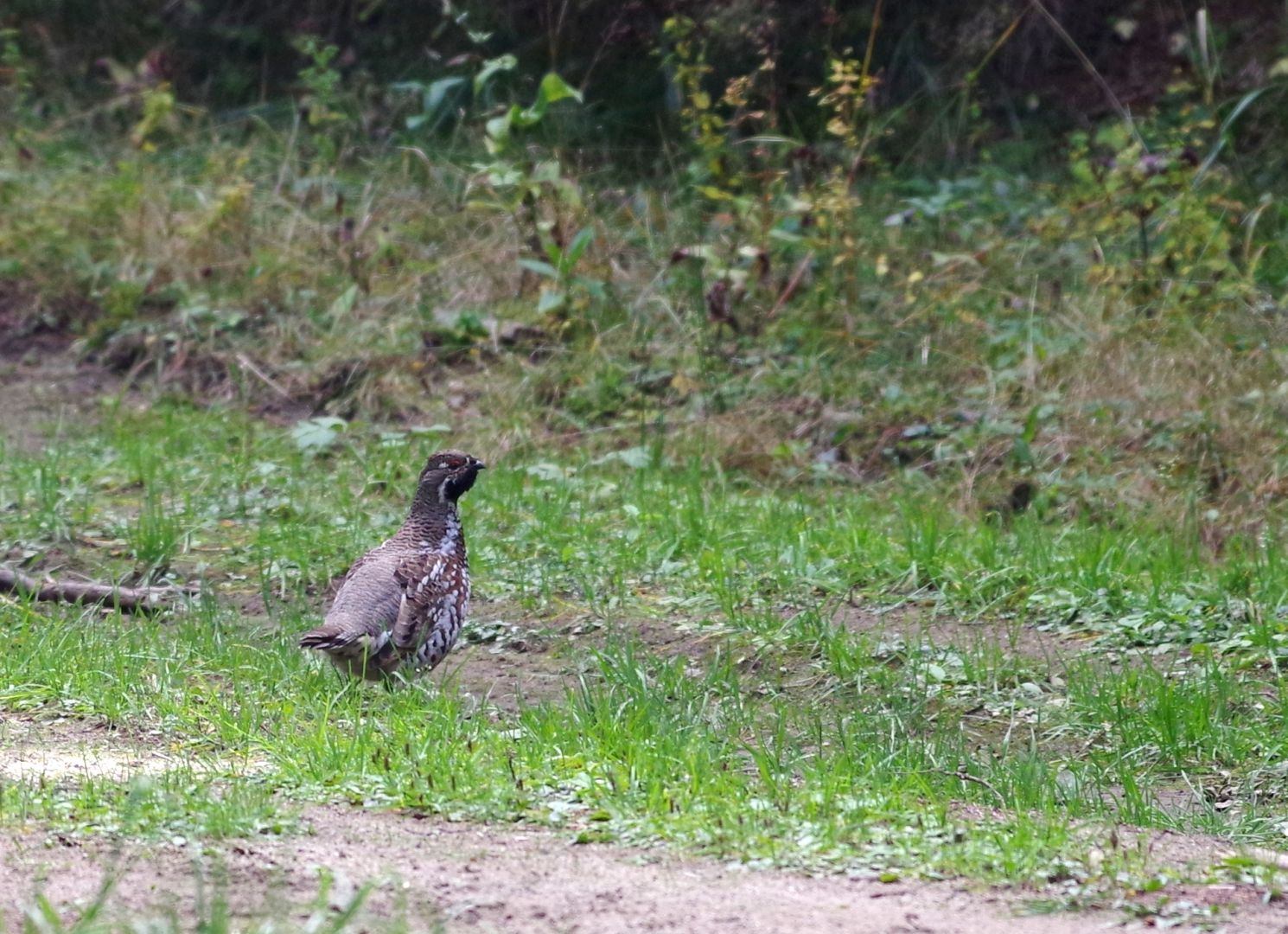 Hazel Grouse | Greek Nature Encyclopedia