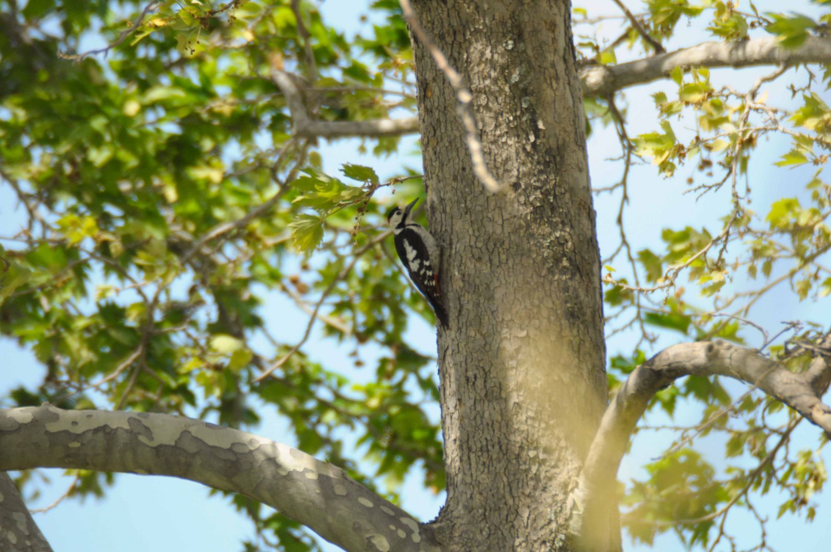 Syrian Woodpecker | Greek Nature Encyclopedia