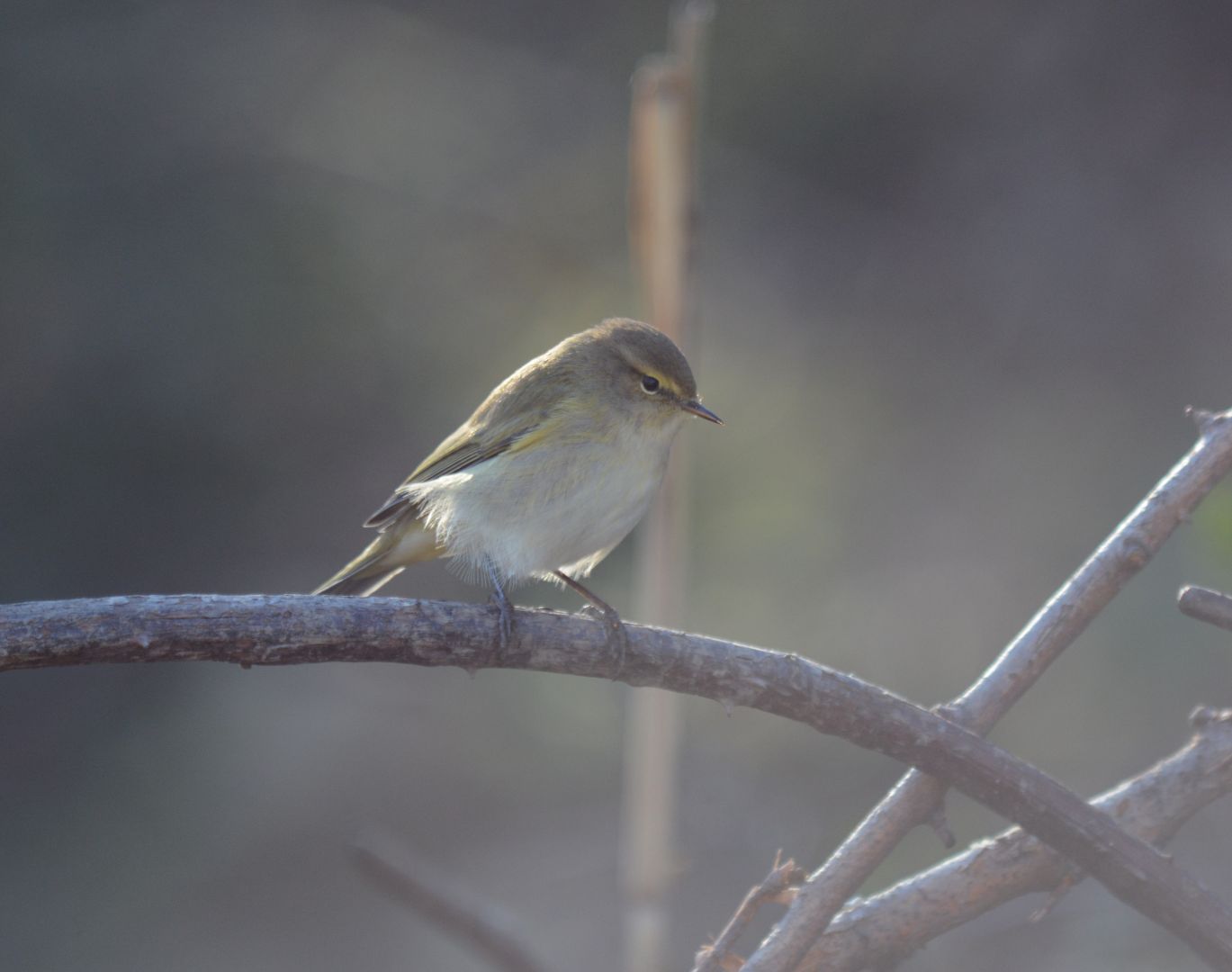 Common Chiffchaff | Greek Nature Encyclopedia