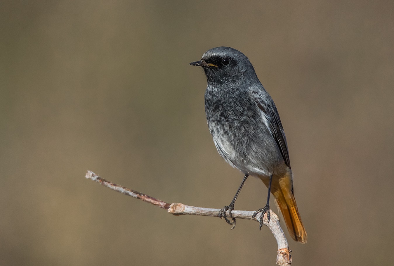 Black Redstart | Greek Nature Encyclopedia