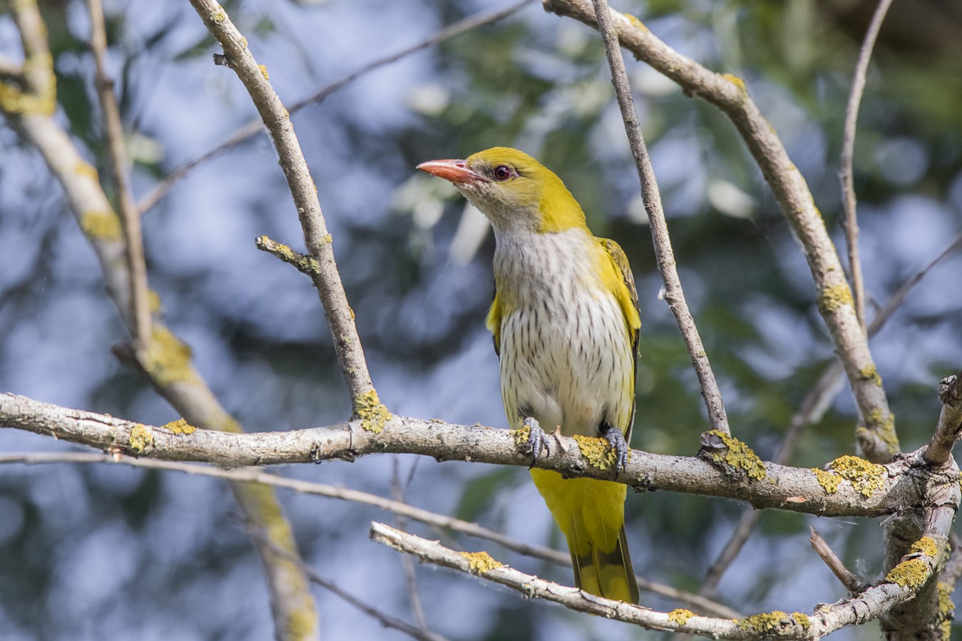 Eurasian Golden Oriole | Greek Nature Encyclopedia