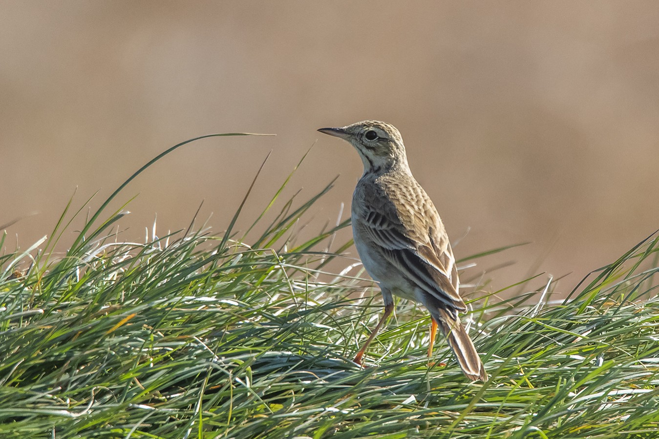 Richards Pipit Greek Nature Encyclopedia