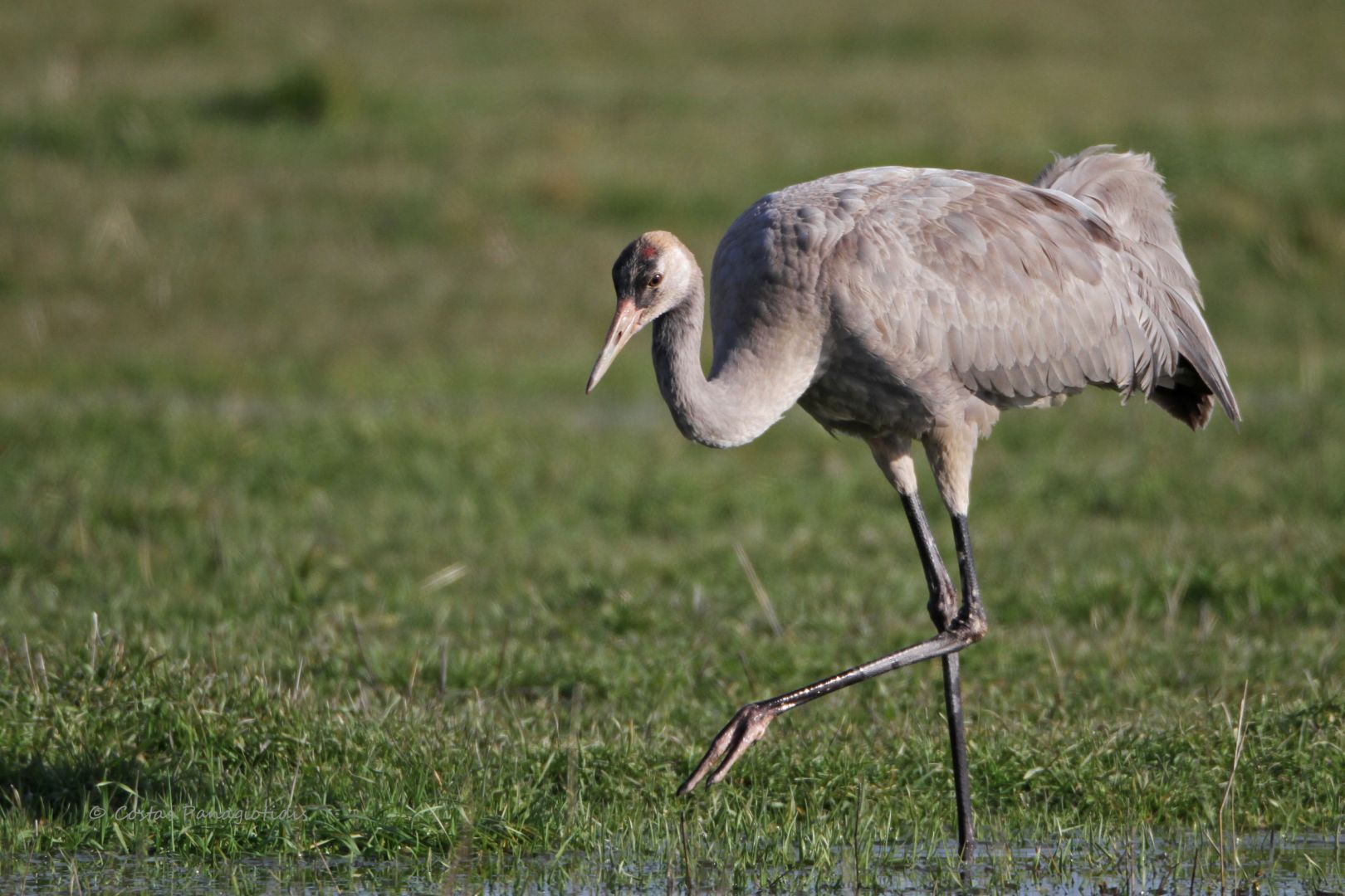 Common Crane | Greek Nature Encyclopedia