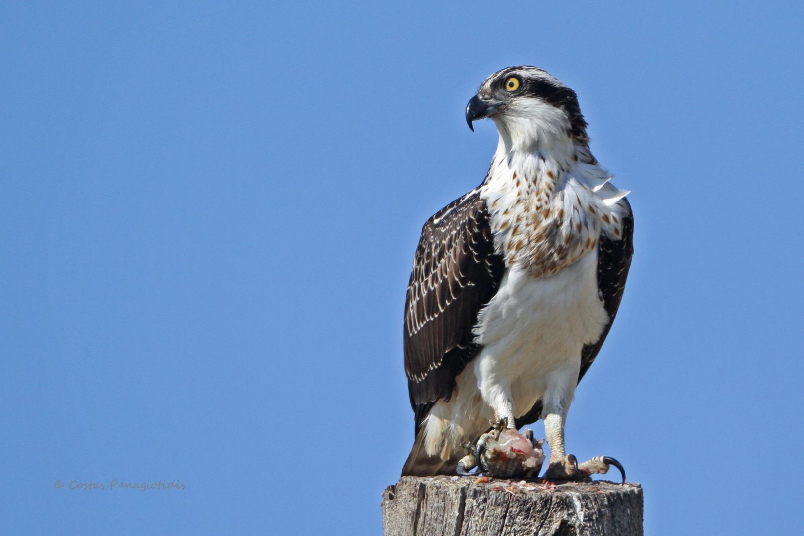 Osprey | Greek Nature Encyclopedia