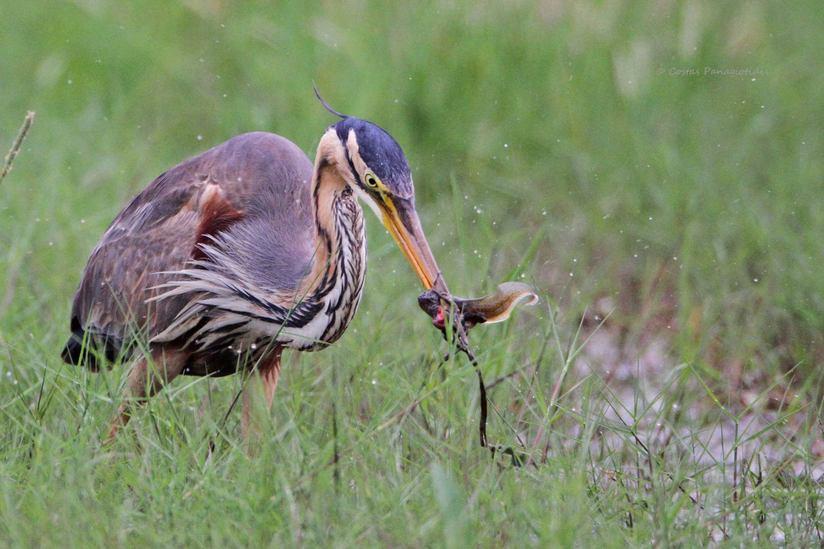 Purple Heron Greek Nature Encyclopedia Purple Heron Greek Nature Encyclopedia