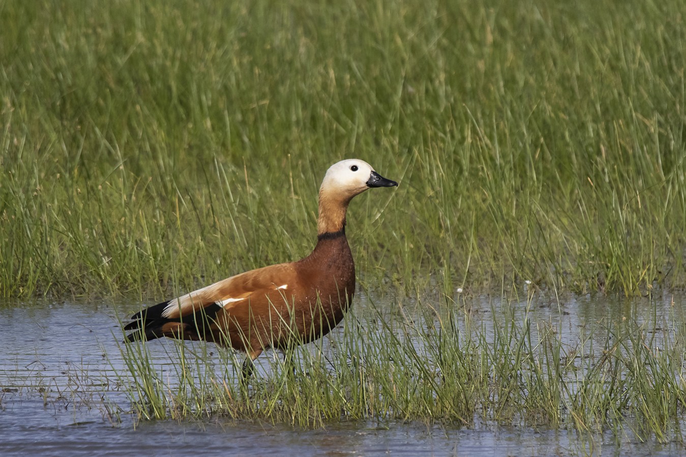 Ruddy Shelduck | Greek Nature Encyclopedia