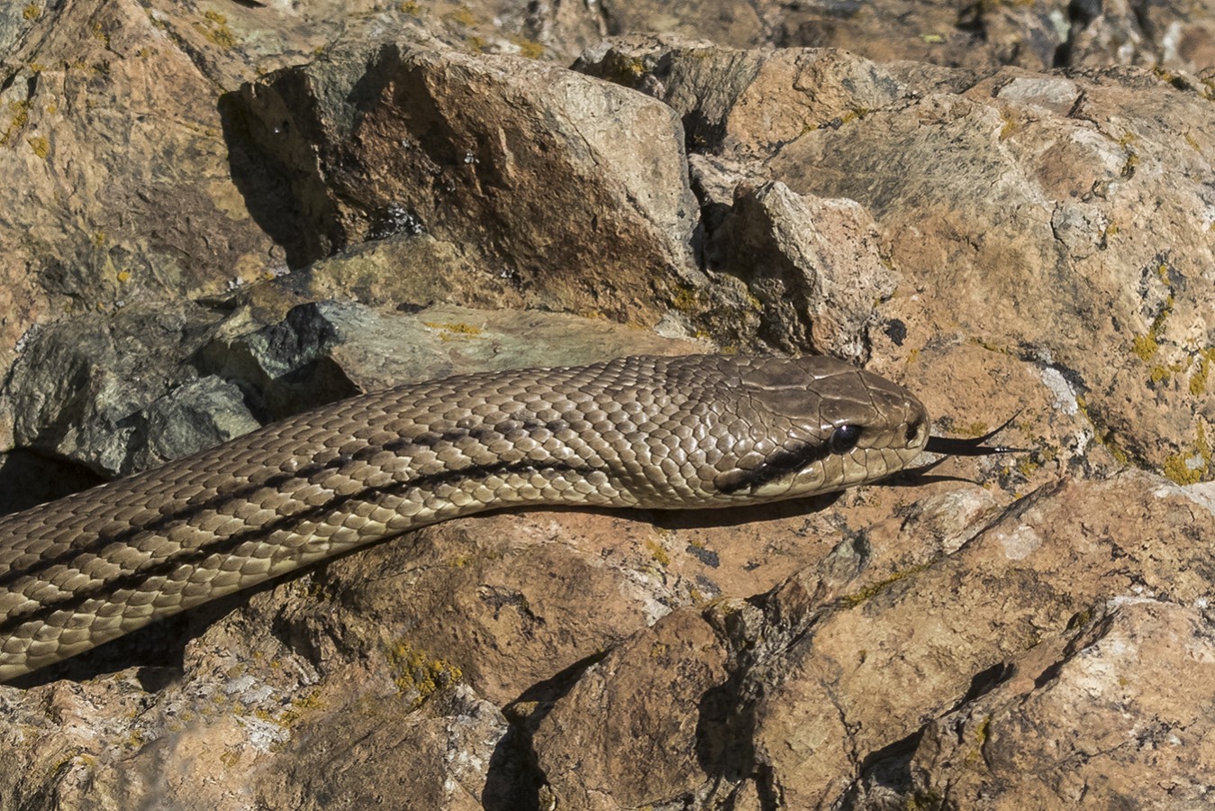 Four-lined snake  Greek Nature Encyclopedia