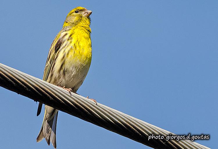 European Serin Greek Nature Encyclopedia