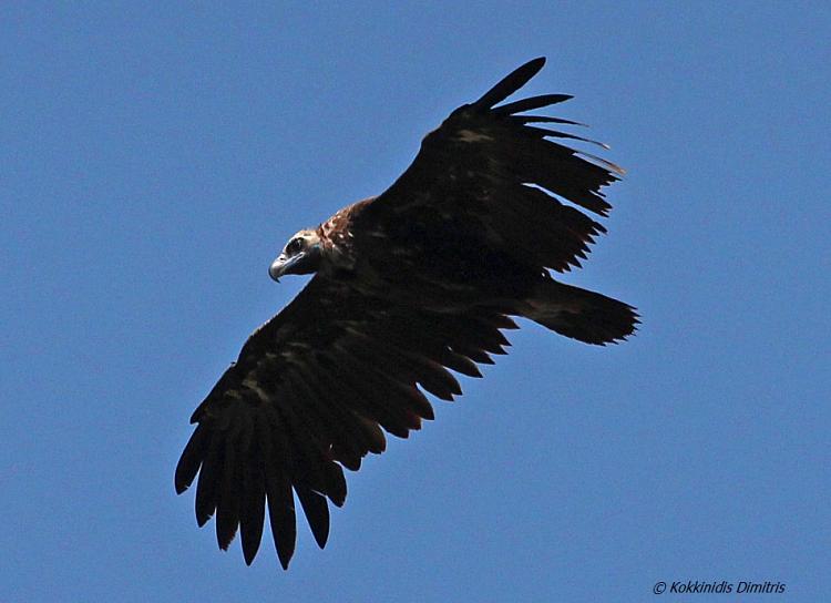 Cinereous Vulture | Greek Nature Encyclopedia