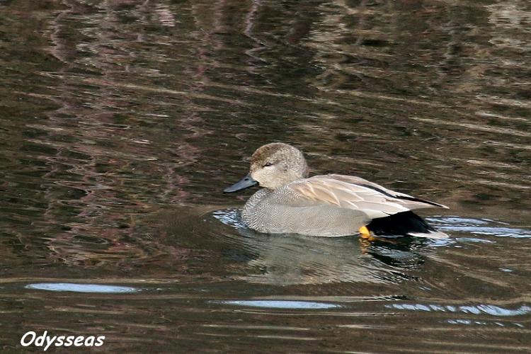 Gadwall | Greek Nature Encyclopedia