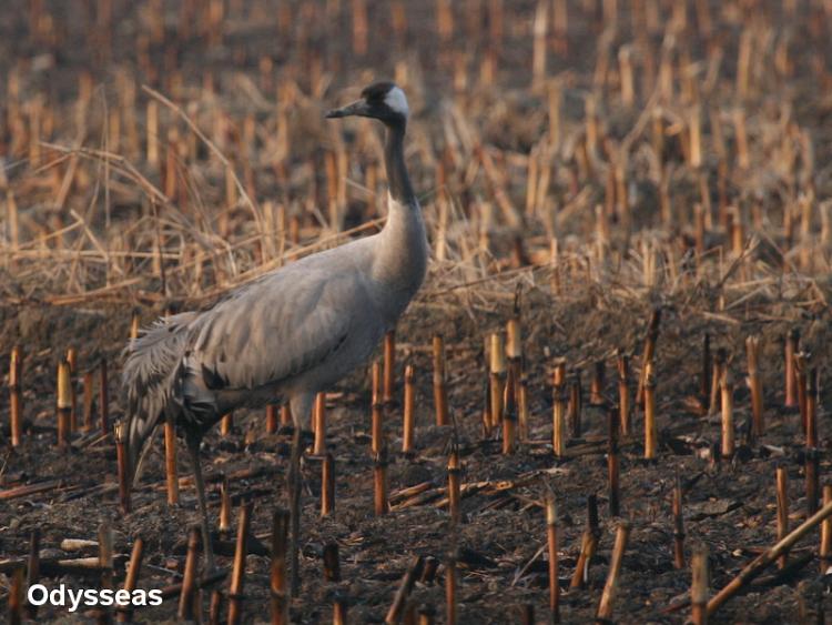 Common Crane | Greek Nature Encyclopedia