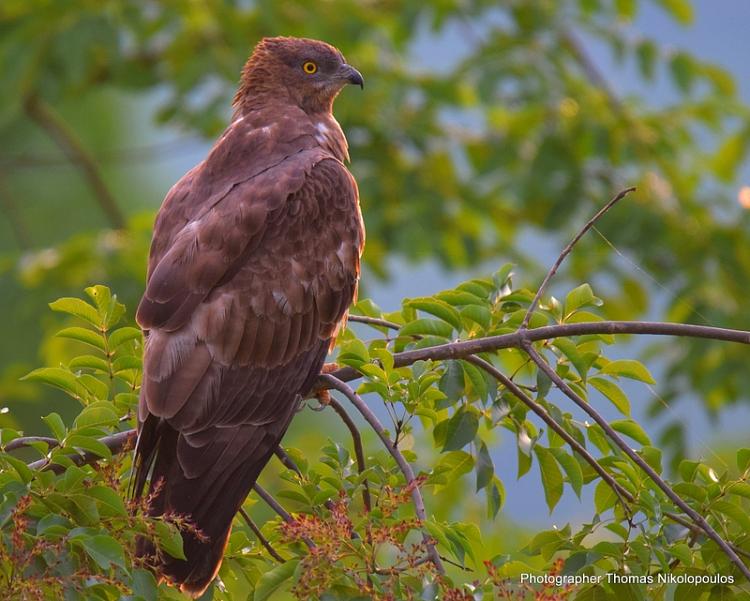 European Honey Buzzard | Greek Nature Encyclopedia