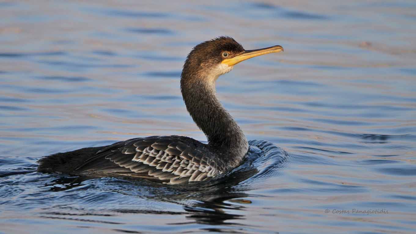 European Shag | Greek Nature Encyclopedia