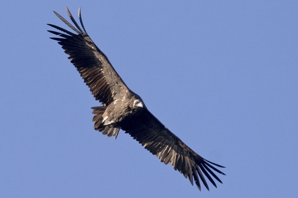 Cinereous Vulture | Greek Nature Encyclopedia