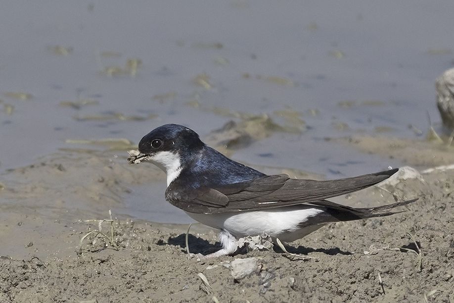 Common House Martin | Greek Nature Encyclopedia