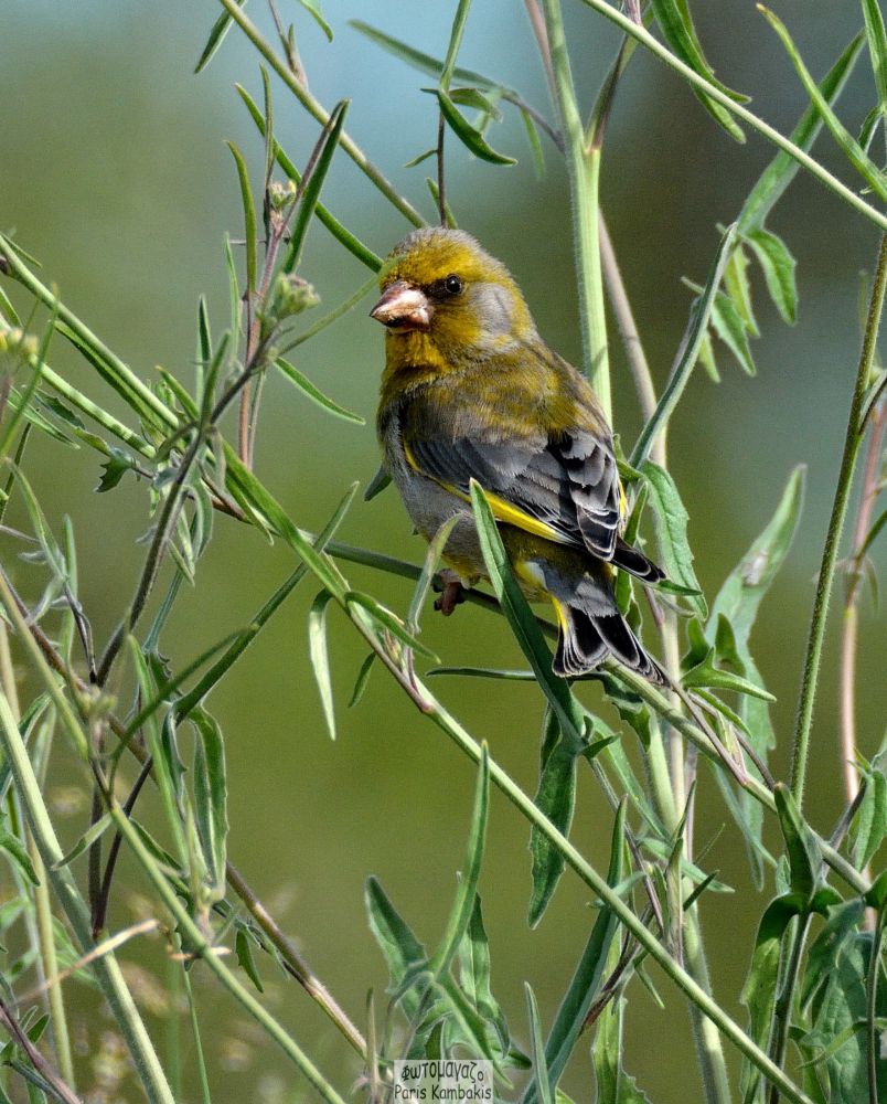 European Greenfinch | Greek Nature Encyclopedia