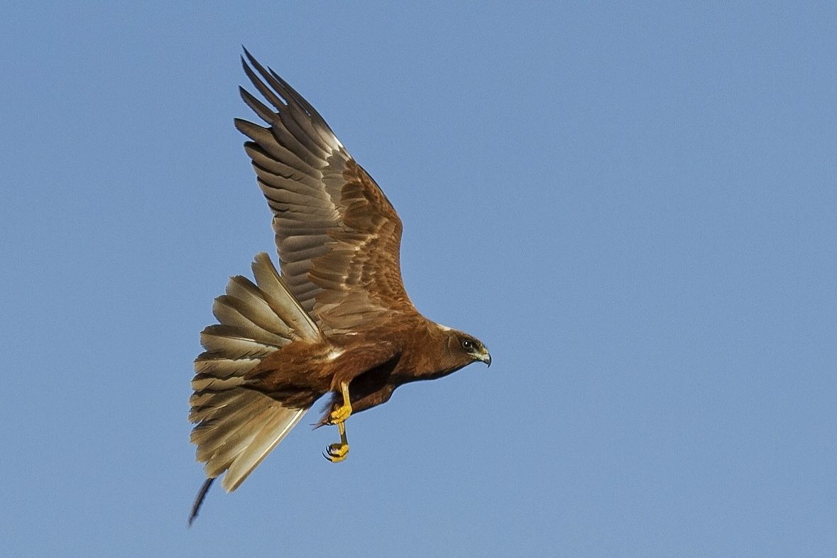 Western Marsh Harrier | Greek Nature Encyclopedia