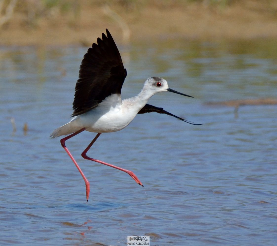 Black winged Stilt | Greek Nature Encyclopedia