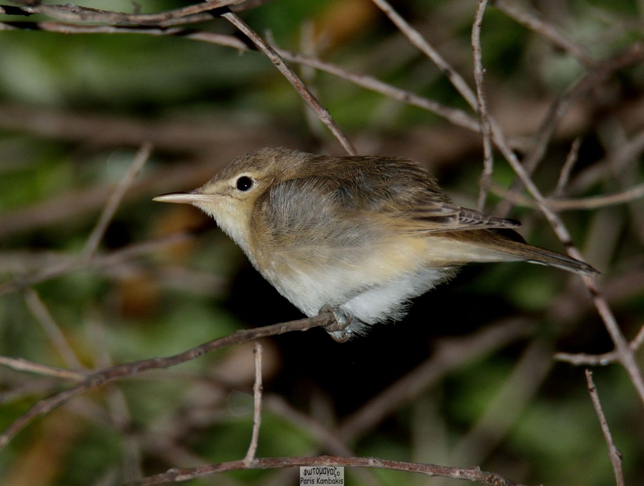 Marsh Warbler | Greek Nature Encyclopedia