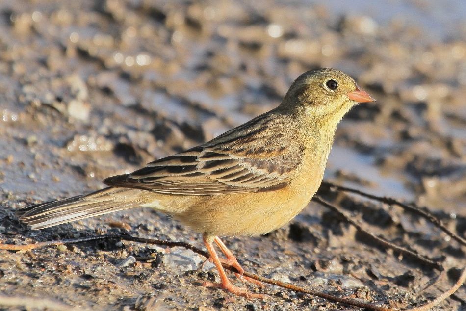 Ortolan Bunting | Greek Nature Encyclopedia