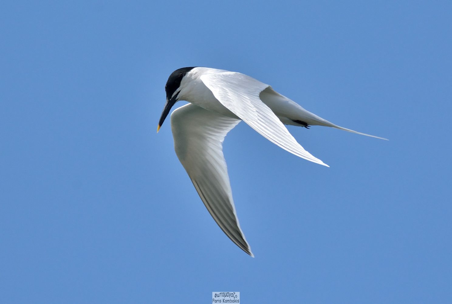 Sandwich Tern | Greek Nature Encyclopedia