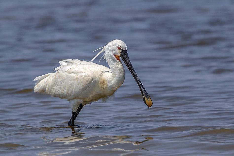 Eurasian Spoonbill | Greek Nature Encyclopedia