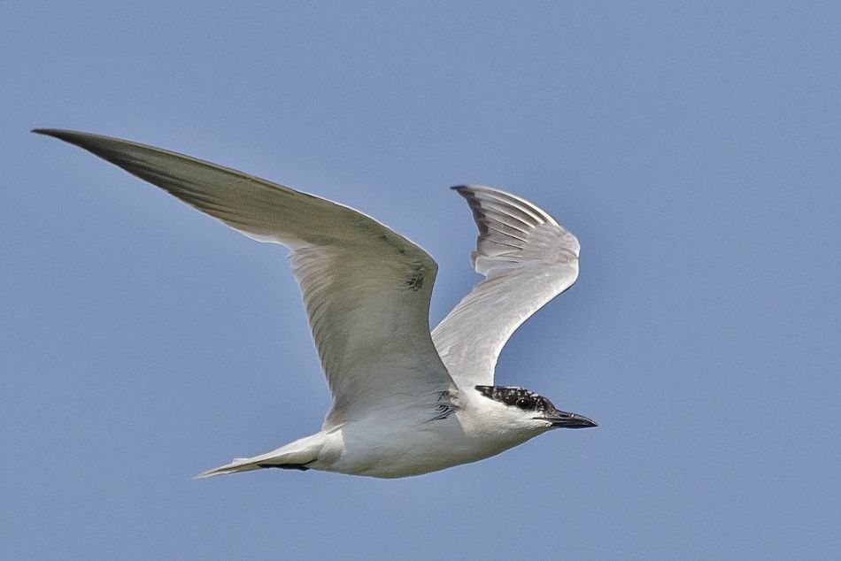 Gull billed Tern | Greek Nature Encyclopedia