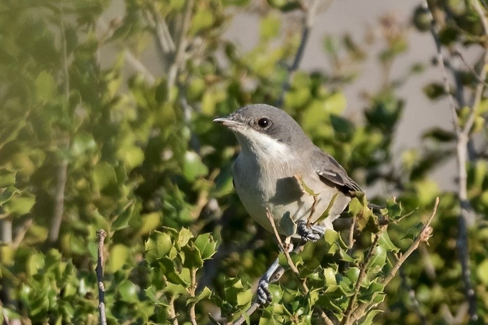 Eastern Orphean Warbler | Greek Nature Encyclopedia