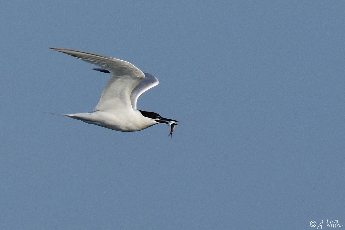 Sandwich Tern | Greek Nature Encyclopedia