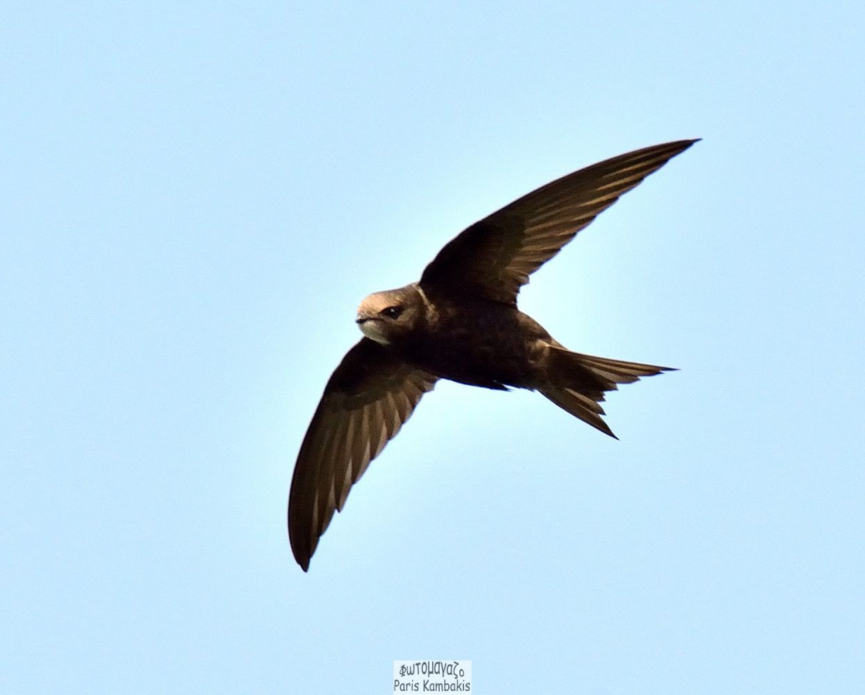 Common Swift | Greek Nature Encyclopedia