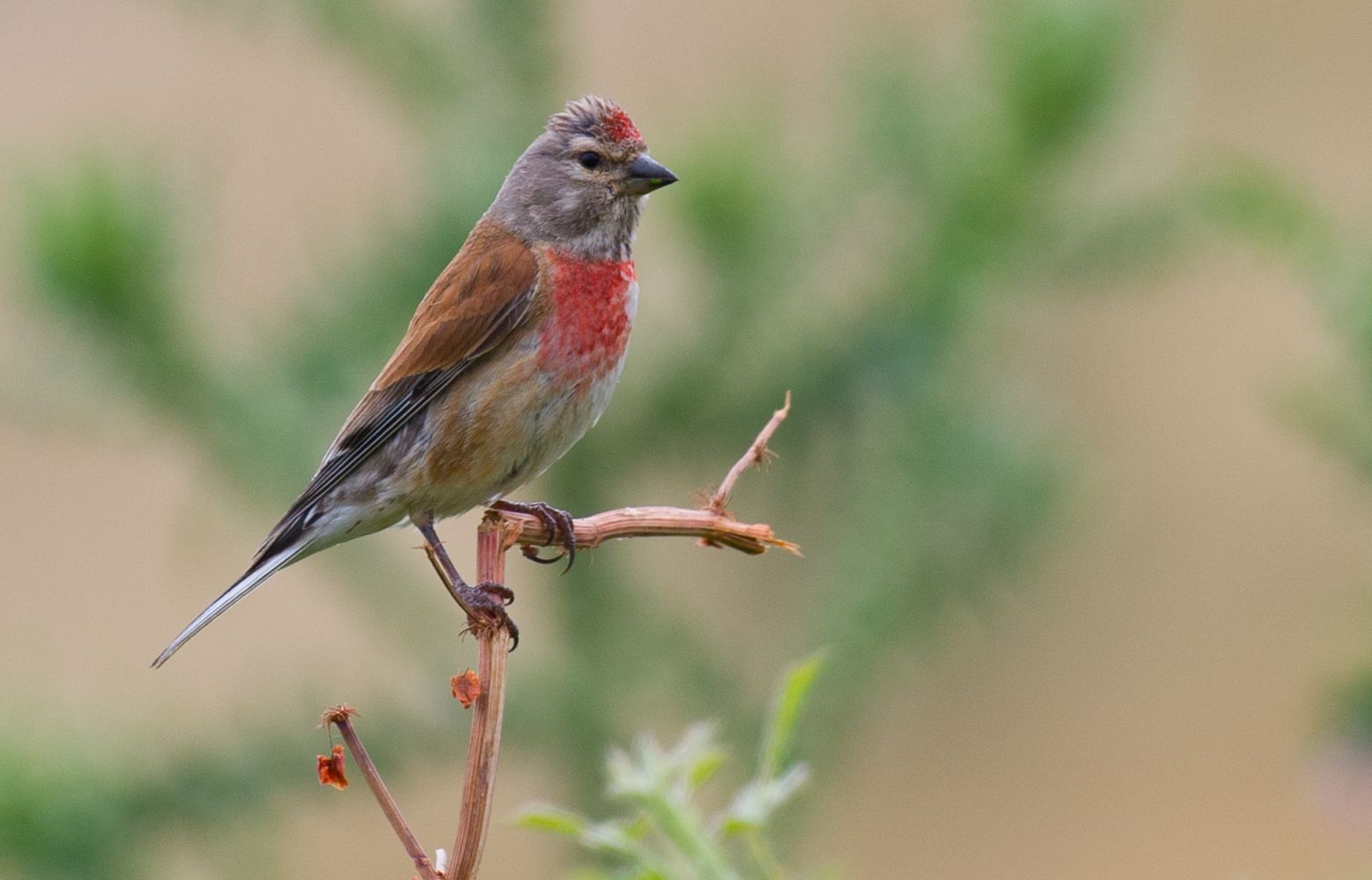 Carduelis cannabina