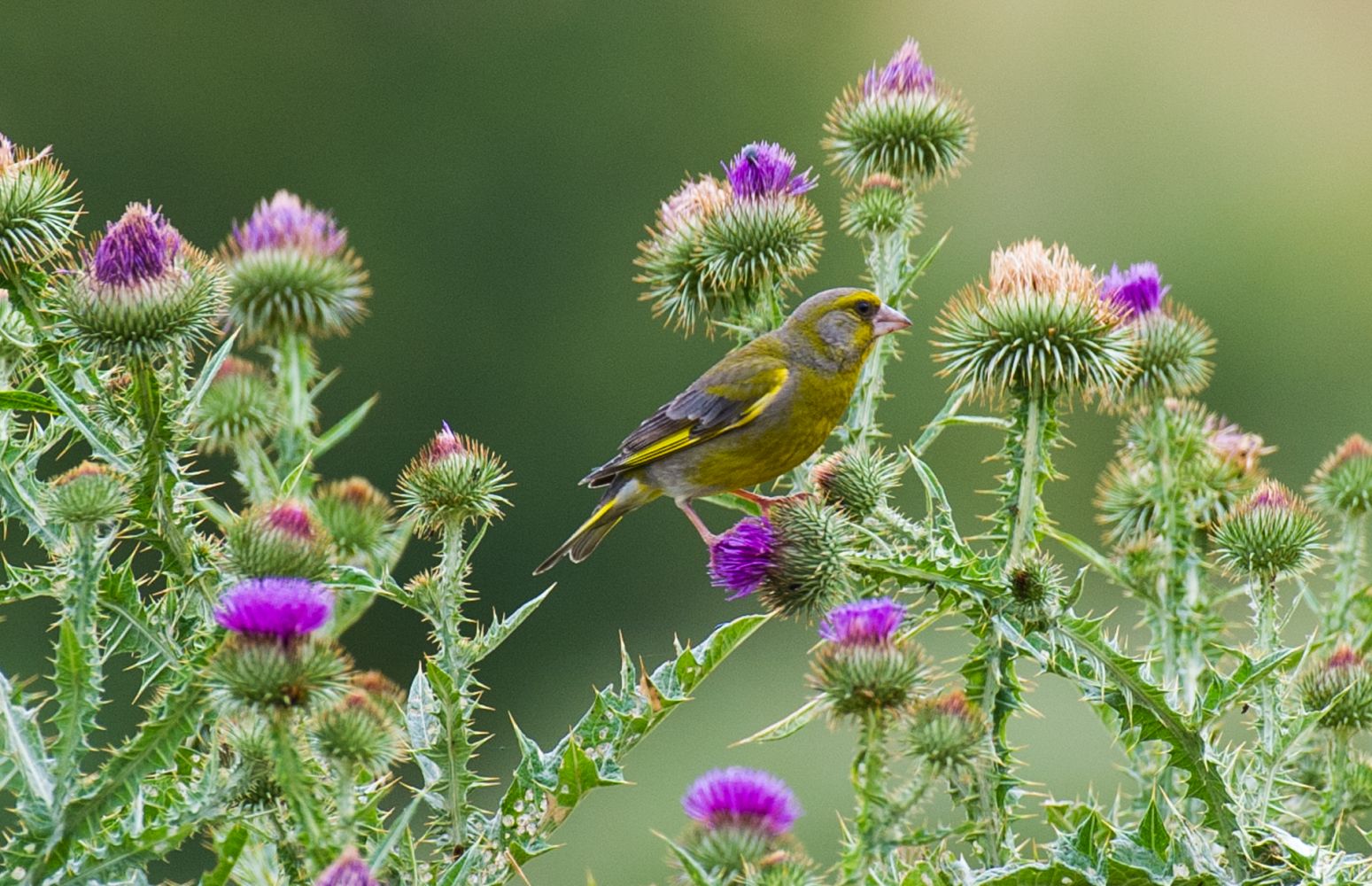 European Greenfinch | Greek Nature Encyclopedia